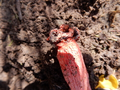 Lysurus periphragmoides