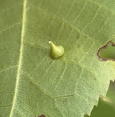 Caryomyia sanguinolenta