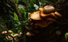 Gymnopilus purpureosquamulosus
