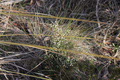 Cryptandra tomentosa