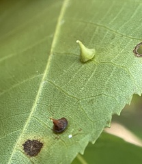 Caryomyia sanguinolenta