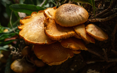 Gymnopilus purpureosquamulosus