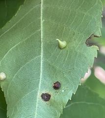 Caryomyia sanguinolenta