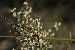 Cryptandra tomentosa