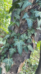 Hedera helix