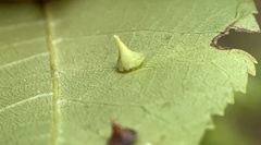 Caryomyia sanguinolenta