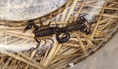 Vaejovis carolinianus