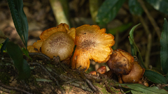 Gymnopilus purpureosquamulosus
