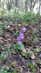 Penstemon campanulatus