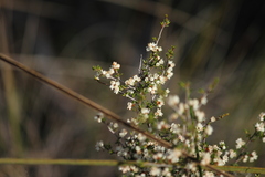 Cryptandra tomentosa