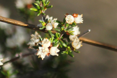 Cryptandra tomentosa