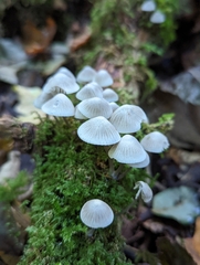 Mycena arcangeliana