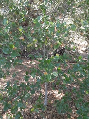 Quercus agrifolia