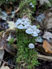 Mycena arcangeliana