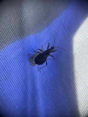 Himacerus mirmicoides