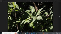 Schinus terebinthifolia