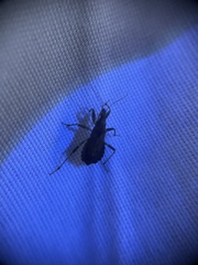 Himacerus mirmicoides