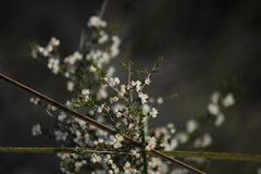 Cryptandra tomentosa