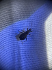 Himacerus mirmicoides