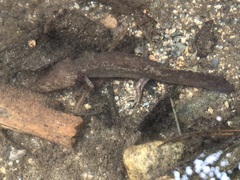 Dicamptodon tenebrosus
