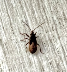 Gastrodes abietum