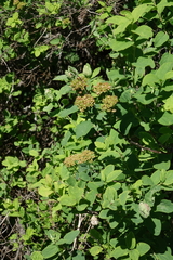 Spiraea media