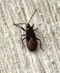 Gastrodes abietum