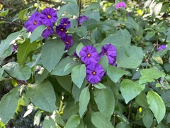Lycianthes rantonnetii
