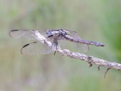 Libellula axilena