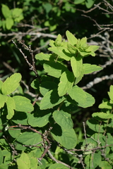 Spiraea media