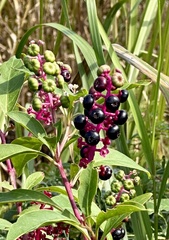 Phytolacca americana rigida