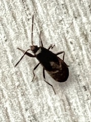 Gastrodes abietum