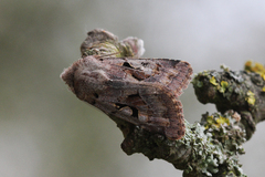 Orthosia gothica