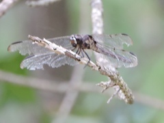 Libellula axilena