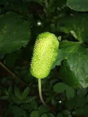 Dorstenia drakena
