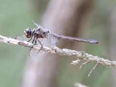 Libellula axilena
