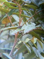 Libytheana carinenta mexicana
