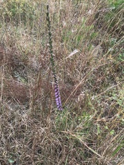 Liatris pilosa
