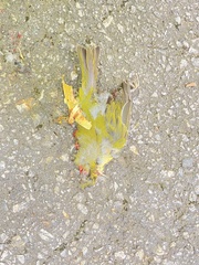 Leiothlypis ruficapilla