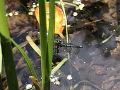 Enallagma cyathigerum