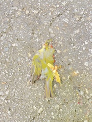 Leiothlypis ruficapilla