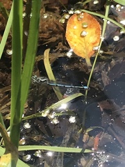 Enallagma cyathigerum