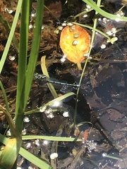 Enallagma cyathigerum