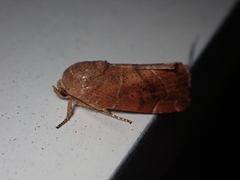 Cosmia affinis