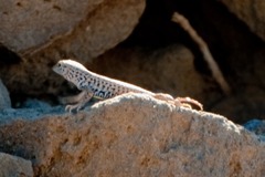 Aspidoscelis tigris tigris