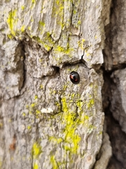 Exochomus quadripustulatus