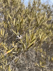 Ornithostaphylos oppositifolia