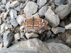 Anthanassa texana texana