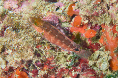 Symphodus mediterraneus