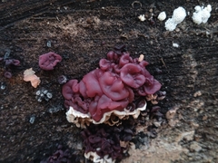 Ascocoryne sarcoides